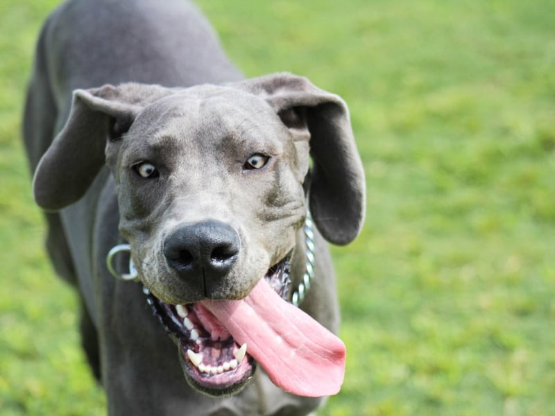 One of the world's largest breeds of dog, the sheer size of the Great Dane may lead some people to cross the road to avoid them.