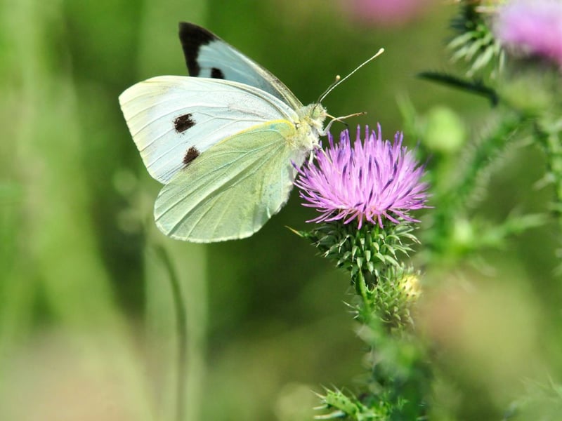 One of the group of butterflies commonly known as 'cabbage whites' - or the Pieridae family to give them their scientific name - the large white's caterpillars do often feed on cabbage leaves. They are fairly common in gardens across the Central Belt and Borders, though less so in the north of Scotland. The adults can be seen on the wing from April to December.