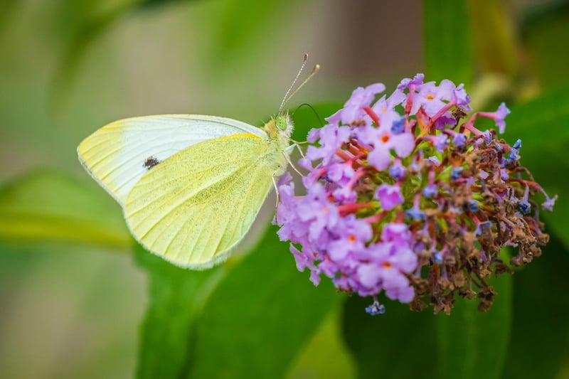 As the name would suggest, the small white is relatively easy to distinguish from the large white due to its more diminutive size. It has a similar distribution in Scotland to its larger cousin and can easily be spotted in gardens during the summer.