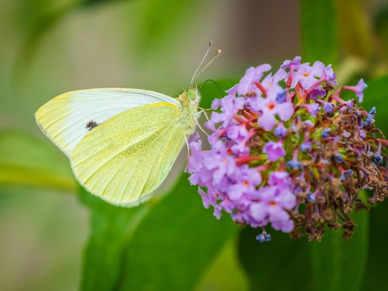As the name would suggest, the small white is relatively easy to distinguish from the large white due to its more diminutive size. It has a similar distribution in Scotland to its larger cousin and can easily be spotted in gardens during the summer.
