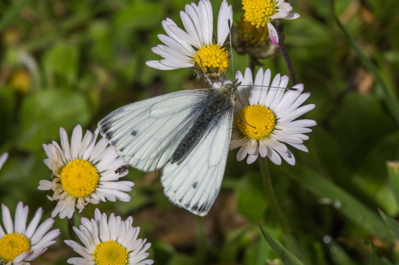 The green-veined white is widespread across Scotland, but is more likely to be seen in meadows or at the edge of woodland, rather than gardens. Their distinctive yellow-green underwing makes them easy to identify. There tend to be two separate broods of the green-veined white each year, flying between May and August.