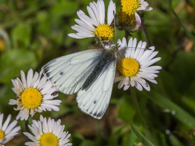 The green-veined white is widespread across Scotland, but is more likely to be seen in meadows or at the edge of woodland, rather than gardens. Their distinctive yellow-green underwing makes them easy to identify. There tend to be two separate broods of the green-veined white each year, flying between May and August.
