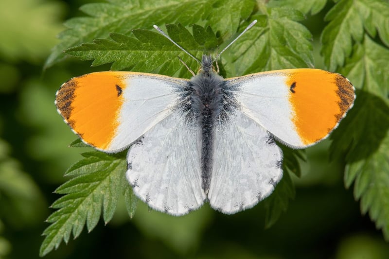The last species of the Pieridae family that is resident in Scotland is also the prettiest. As recently as a decade ago the orange tip was a relatively rare sight north of the border, but it is now widespread in central and southern Scotland. They tend to be one of the first butterflies of the year to emerge, fluttering around parks, gardens, riverbanks and meadows from April to June. Only the male has the distinctive orange patternation, with the plain white female harder to distinguish from other butterflies of the same family.