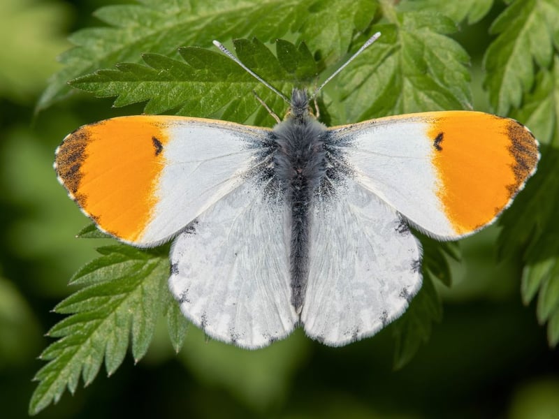 The last species of the Pieridae family that is resident in Scotland is also the prettiest. As recently as a decade ago the orange tip was a relatively rare sight north of the border, but it is now widespread in central and southern Scotland. They tend to be one of the first butterflies of the year to emerge, fluttering around parks, gardens, riverbanks and meadows from April to June. Only the male has the distinctive orange patternation, with the plain white female harder to distinguish from other butterflies of the same family.
