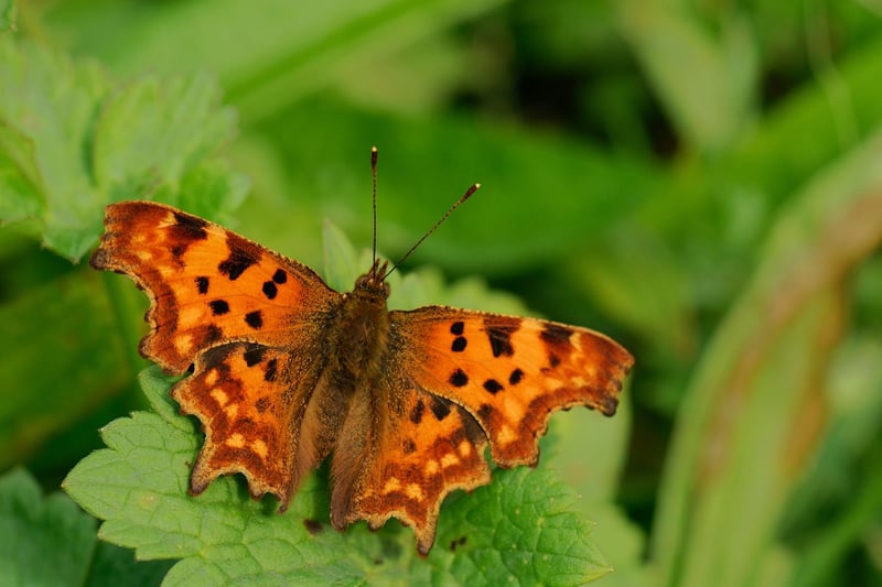 The Comma butterfly is easily identified by it's ususually-shaped wings - which make for perfect camouflage against a backdrop of dried leaves. The insect was thought to be extinct in Scotland for many years but there have been increasing sightings in recent times, with experts thinking that they are now breeding north of the border. In July the butterflies are laying their eggs on nettles for the first of two broods of the year.