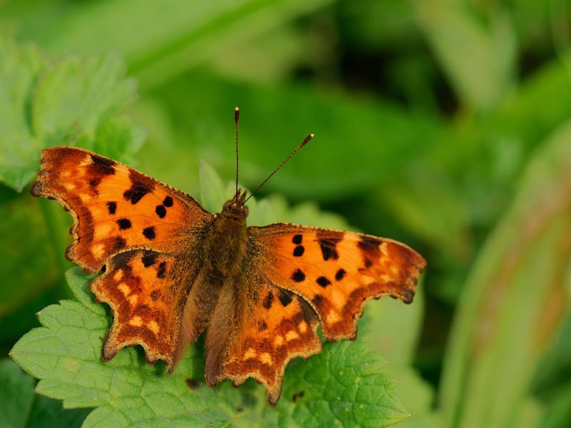 The Comma butterfly is easily identified by it's ususually-shaped wings - which make for perfect camouflage against a backdrop of dried leaves. The insect was thought to be extinct in Scotland for many years but there have been increasing sightings in recent times, with experts thinking that they are now breeding north of the border. In July the butterflies are laying their eggs on nettles for the first of two broods of the year.