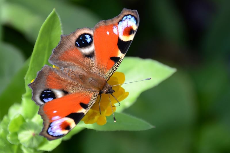 The stunning crimson peacock is one of Scotland's most common butterflies and is regularly seen in gardens. Caterpillars feed on nettles and the adults overwinter in Scotland, emerging on the first warm day of spring. Many also arrive from England over the first half of the year, bolstering numbers further.