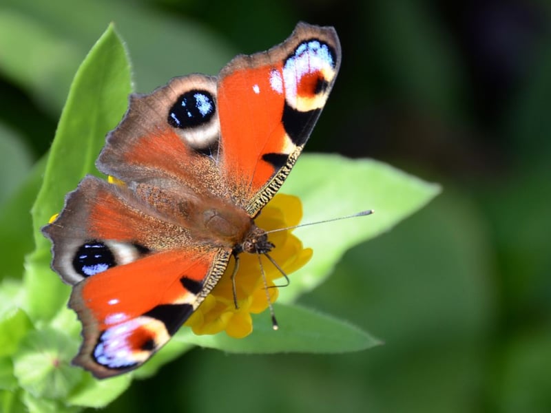 The stunning crimson peacock is one of Scotland's most common butterflies and is regularly seen in gardens. Caterpillars feed on nettles and the adults overwinter in Scotland, emerging on the first warm day of spring. Many also arrive from England over the first half of the year, bolstering numbers further.
