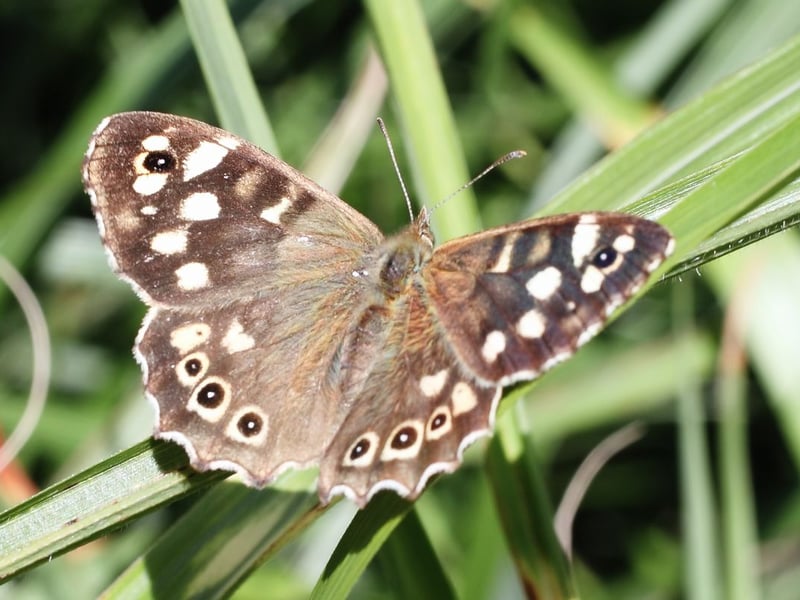 Once relatively rare in Scotland, the dapper Speckled Wood butterfly has become increasingly widespread in recent years. Emerging in April, their population peaks in early May, with favourite spots being hedgerows and woodland clearings.