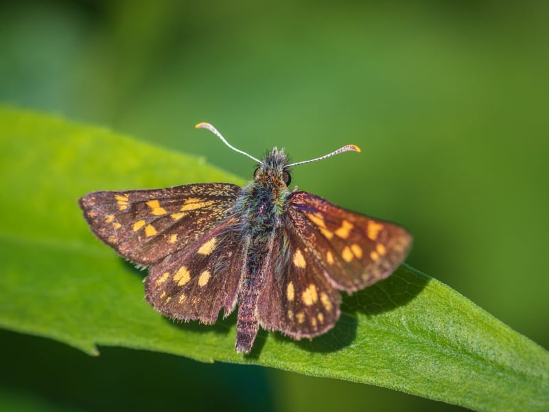 Officially extinct in England since 1976, Scotland is the only place in the UK where you can see the Chequered Skipper butterfly. One of the best locations to see the pretty insects is the Allt Mhuic butterfly reserve, 20 miles north of Fort William, which features the grassland habitat favoured by the species. They only fly for a short period of time. from late May to the middle of June.