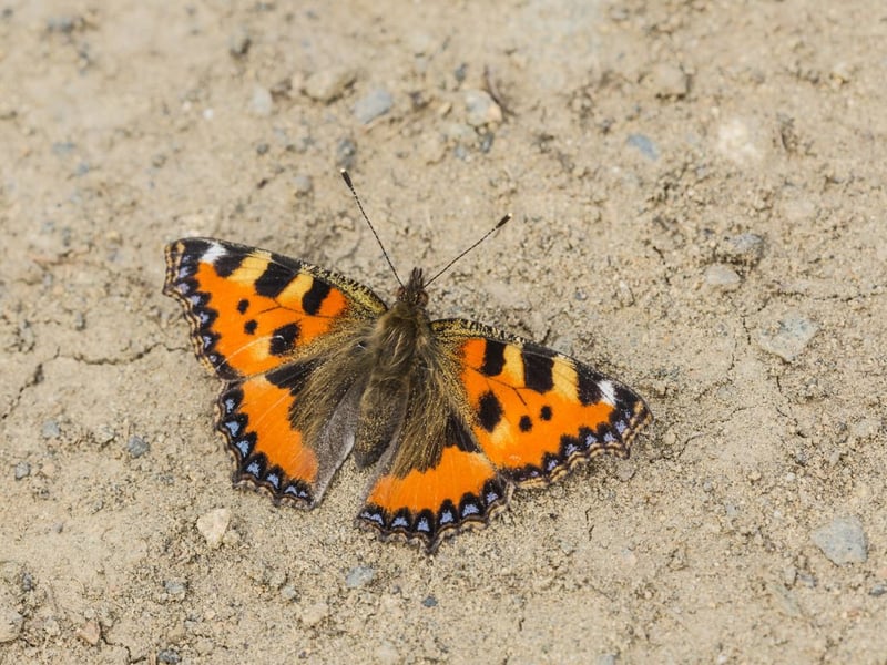 Another common but colourful Scottish insect, you can spot a small tortoiseshell at pretty much anytime of the year - even in the depths of winter - on a sunny day. Another butterfly whose larvae feast on nettles, it's not uncommon for adults to make their way into houses, garages and sheds to overwinter.