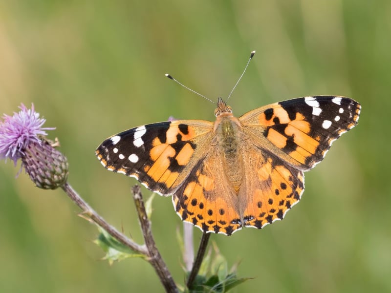 Despite being relatively common in Scotland, the painted lady isn't able to overwinter here. Each year the insects arrive from southern Europe and Africa between May and September in an epic migratory journey. Occasionally we experience a 'painted lady summer' when vast numbers make the joureny and cover parks and gardens - most recently in 2009, when half a million were recorded as part of the annual BIg Butterfly Count.