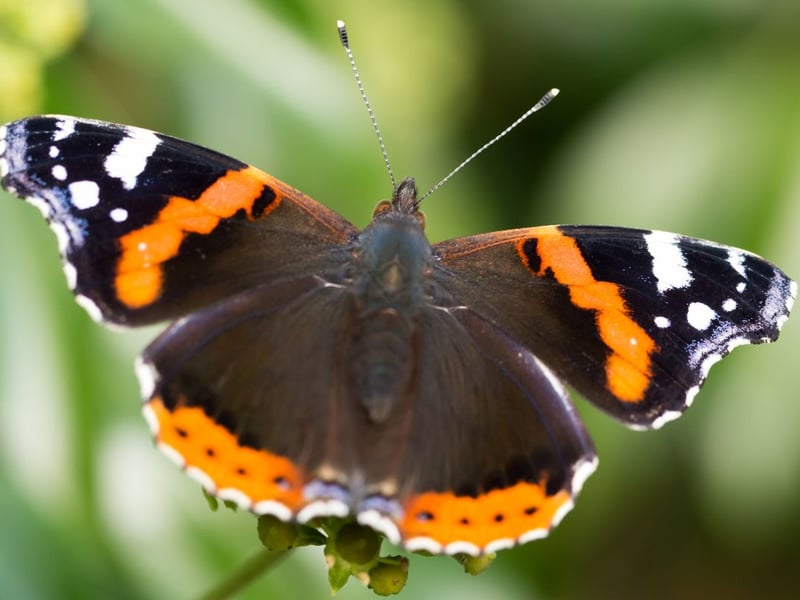 On the wing from May to October, and common in parks and gardens across Scotland, while the red admiral does breed in Scotland the vast majority of adult insects you see will be migrants from south of the border.