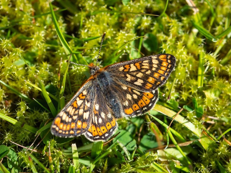 The chances are you'll have to travel to catch a glimpse of the marsh fritillary, which is found in the damp conditions the name would suggest. Flying from May to June, they are most common in South Lochaber, Argyll and the Inner Hebrides.