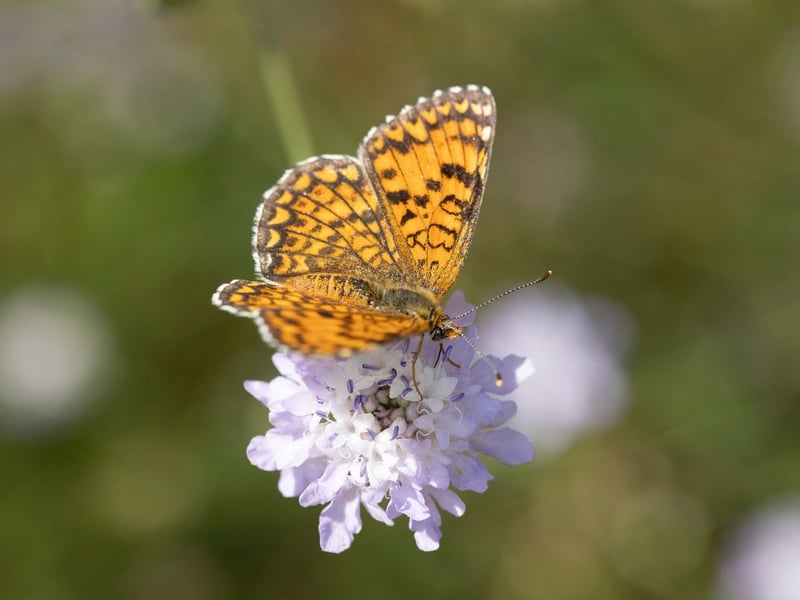 Early May to the middle of June is your best time to see the orange-and-black small pearl-bordered fritillary. Look out for them flitting over moorland, sunny hillsides and bracken-covered areas.
