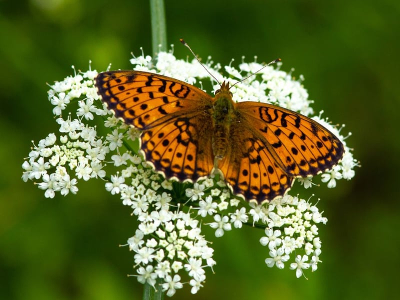Despite the name, the small pearl-bordered fritillary is pretty much the same size as the pearl-bordered fritillary and the two species are all but impossible to differentiate on the wing. They also occupy similar terrain, although the 'small' version is more common and is seen later in the year, often until the end of July. The smaller number of white markings on the underside of the wing of the 'small' species is the easiest way to tell them apart.
