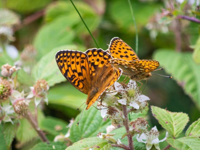 The largest of the Scottish species (the silver-washed fritillary not being found north of the border), the dark green fritillary can be seen between June and August. If you are on a Highland beach look out for them enjoying soaring above the sand dunes.