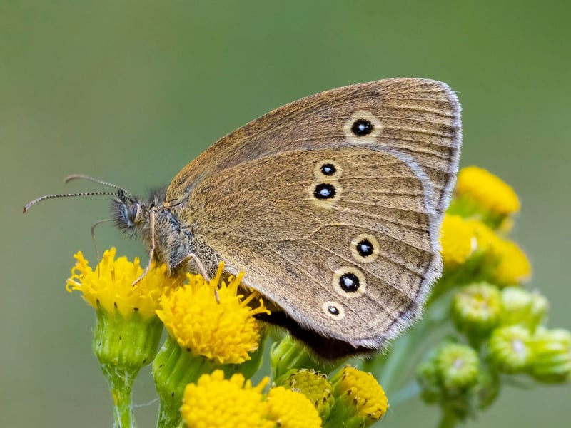 One of the big success stories of recent years, the ringlet used to be relatively scarce but now large colonies can be found in the majority of towns and cities in Scotland. It overwinters as a caterpillar with the adults emerging in June and July.