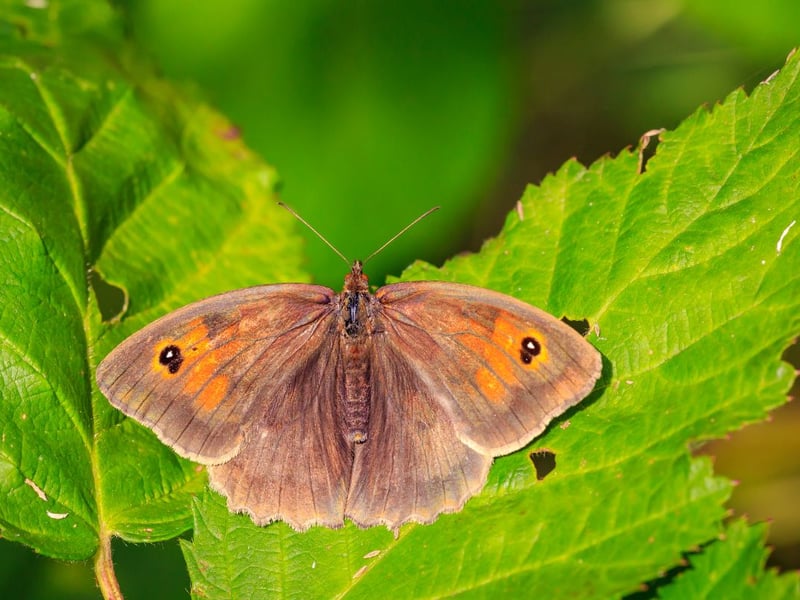 If you are in a Scottish meadow and see a brown butterfly the chances are that it's a meadow brown! On the wing from late June to September, long grass and a bit of sun is all the butterfly seems to need to thrive.  Wide regional variations in the spotting pattern on the wings have led to it being studied extensively by geneticists over many years.