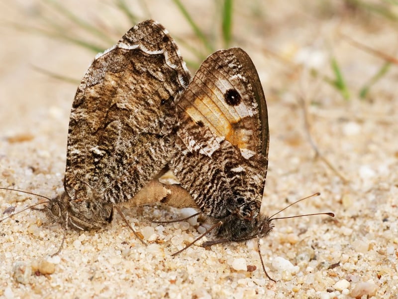 Superbly camouflaged against the rocky ground where it typically lives, the majority of grayling colonies are found in coastal parts of Scotland. You can see them from July to early August.