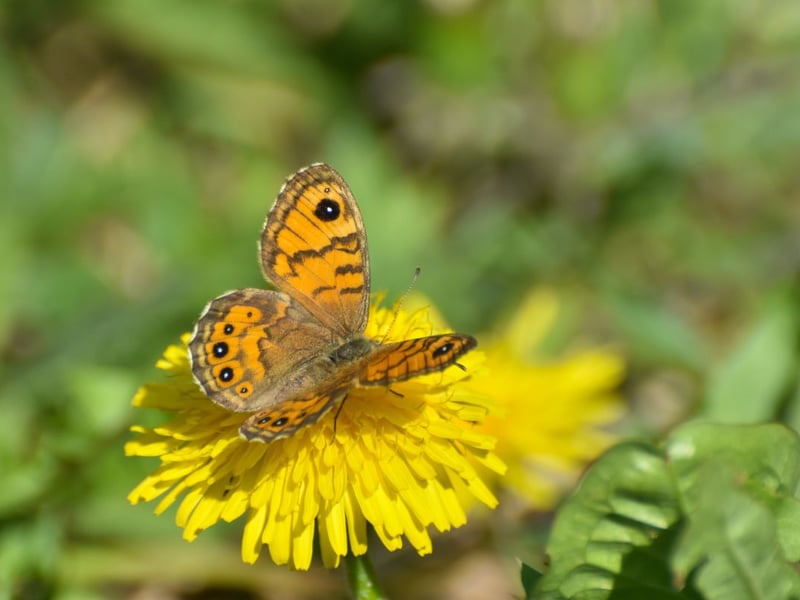 Also known as the wall brown, the wall butterfly is fairly common across England but is absent from most of Scotland. Your best chance of seeing them is on bare ground on a sunny day in the south east and south west of the country in either early June or late August, when the two annual broods are at their height.