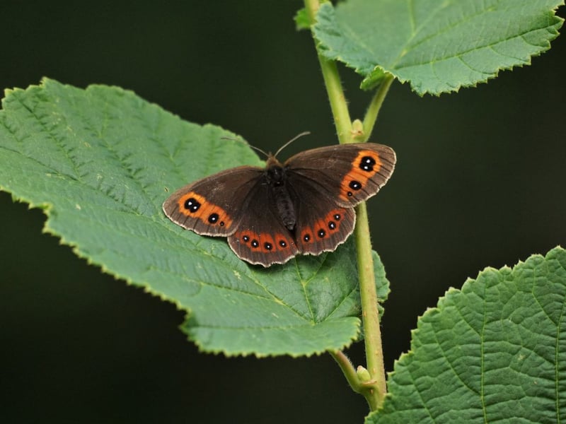 Common in areas of grassland (the longer the grass, the better) across Scotland - and particularly in the west of the country - you can see the Scotch argus throughout July and August.