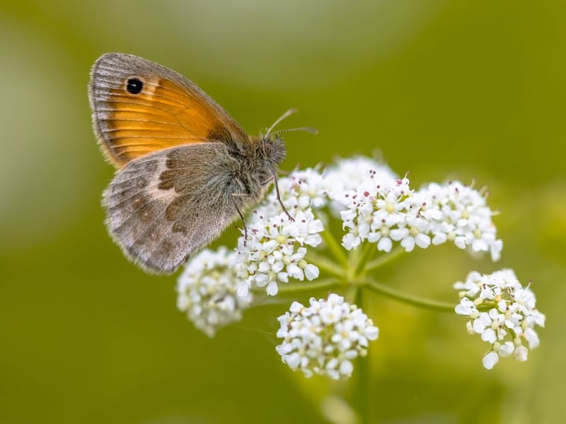 Found in almost every part of Scotland, the small heath can commonly be seen in dry grassland areas from the middle June to the middle of August. Their small size means they are inconspicuous, but they are very pretty when you get close.
