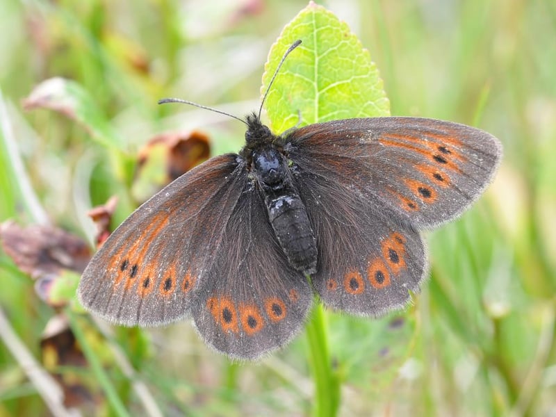 If you want to see every native breed of Scottish butterfly then the mountain ringlet might be your biggest challenge. Very rare, they can only be found in small areas of grass between 500m and 900m in altitude. They can be differentiated from the scotch argus by their smaller size and the lack of white spots in the middle of their 'eye' markings.