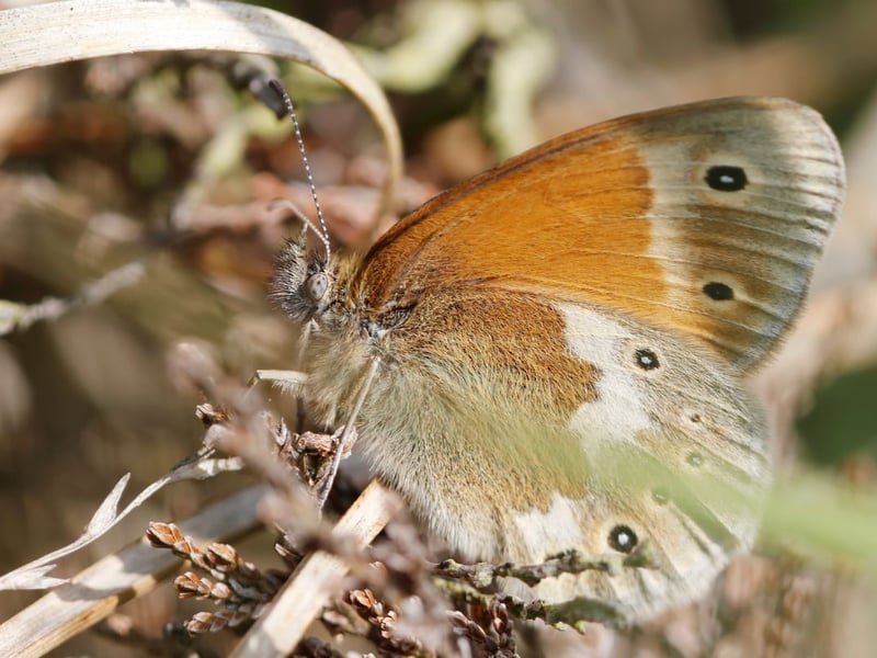 Far less widespread than the small heath (and not that much larger), there are actually two slightly different types of large heath in Scotland. Seen in the bogs of lowland Scotland, the polydama sub-species (pictured) flies in June and July and has large spots on its underwings. Meanwhile, the scotia sub-species, found in in July and August in the north and west of the country, lacks these spots, making it hard to tell apart from the small heath.