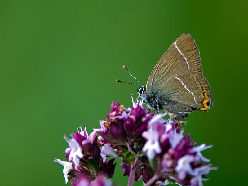 One of three species of tiny hairstreak found in Scotland, the white-letter hairstreak was thought to be extinct for decades but populations are now found in the Borders. Tricky to spot, they tend to spend most of their time in the tree tops from June to July.