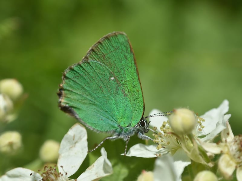 Impossible to confuse with any other insect due to its vivid green underside, the green hairstreak is found in moorland and marshy areas acorss Scotland, living in colonies. They are active from May to June.