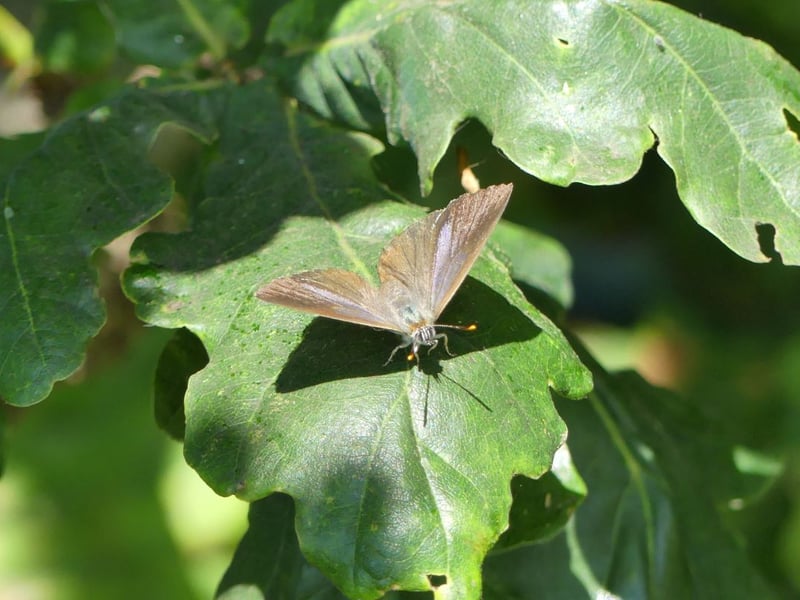 The flash of purple on its upper wings makes the purple hairstreak easy to tell apart from the white-letter hairstreak. Another insect that tends to spend most of its time at the top of trees, it can be found in small patches of south west and central Scotland, flying from July to August.