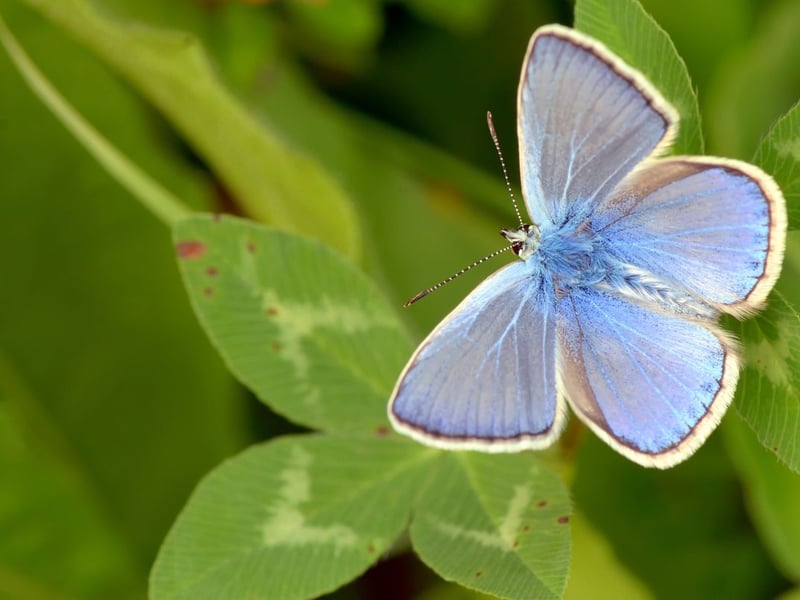 By far the most widespread of Scotland's blue butterflies (as the name would suggest), the common blue can be seen on grassland and heath from June to August. Some females lack the blue colour, appearing dark brown.