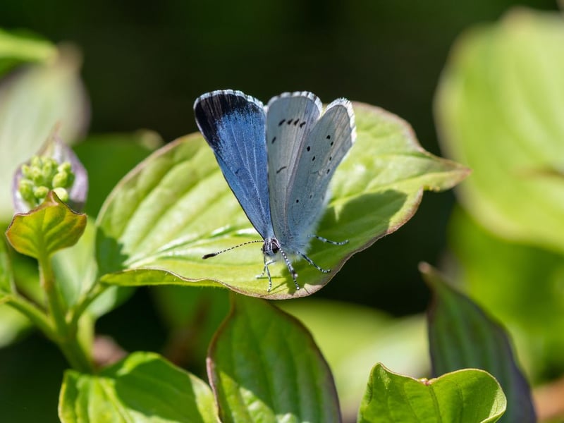 Most easily distinguished from the common blue by the smaller number of markings on the underside, the holly blue is a rare butterfly in Scotland only recorded on a few sites in the Borders and East Lothian. They fly from April to July.
