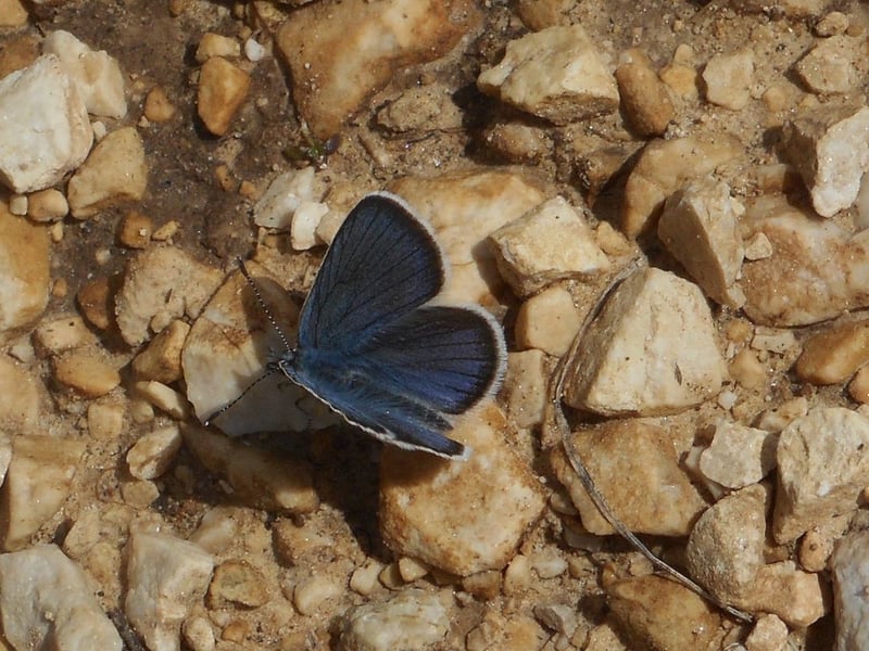 Britain's smallest butterfly, the tiny small blue can be found on sand dunes and grassland on the coast of east and north east Scotland in May and June.