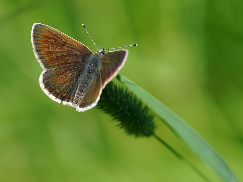 Oftten confused with the female common blue, but with no hint of blue on the upperwings, the northern brown argus can be found in the south east of Scotland and the Borders. Particularly fond of sunny slopes in coastal reas, they are around from May until July.