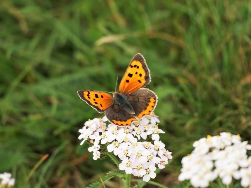The small copper butterfly has two broods each year - the first is on the wing in May and the second in August. They are widespread in both countryside and urban areas and can be seen on warm and sunny days. The metallic colour that they are named after makes them easy to identify, although you're unlikley to see more than a couple in any one place - the males are very territorial and chase away rival butterflies.
