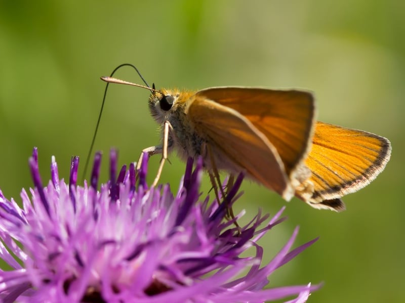 One of five species of skipper found in Scotland, like all its family the small skipper is often confused with a moth due to its slightly strange appearance and rapidly-fluttering wings. Increasingly common in southern and central Scotland in recent years, it can be found in long grass from Juen to August.