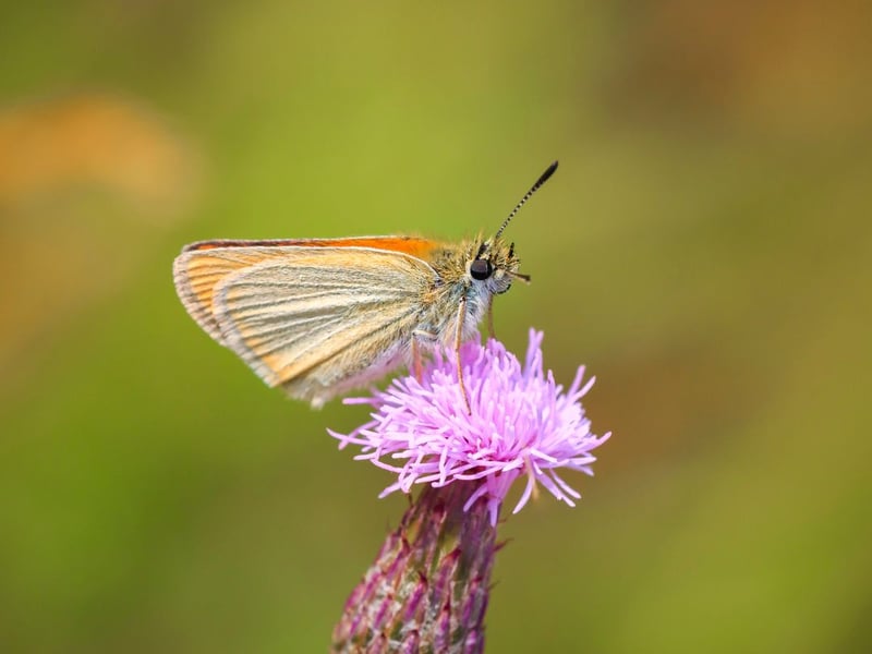 Only known to live in a single colony near Lockerie in Scotland, the Essex skipper can be differentiated from the very similar small skipper by the colour of the tips of its antennae - black rather than orange.