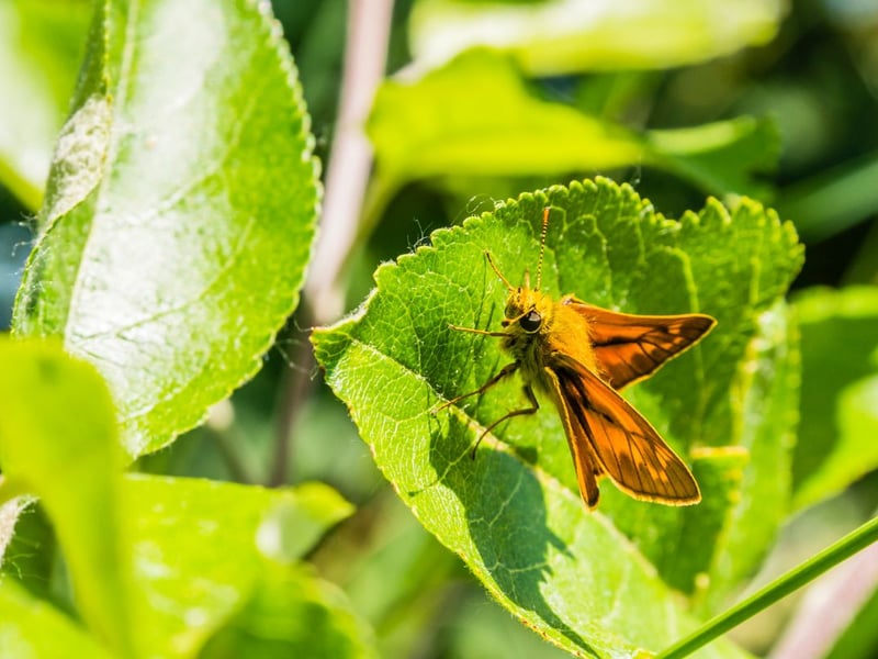Another butterfly easy to confuse with the small (or Essex) skipper, the large skipper is (very slightly) bigger and has a chequered pattern on its wings (although not as chequered as the chequered skipper!). It's found in damp grassy areas of southern Scotland and flies from June to August.