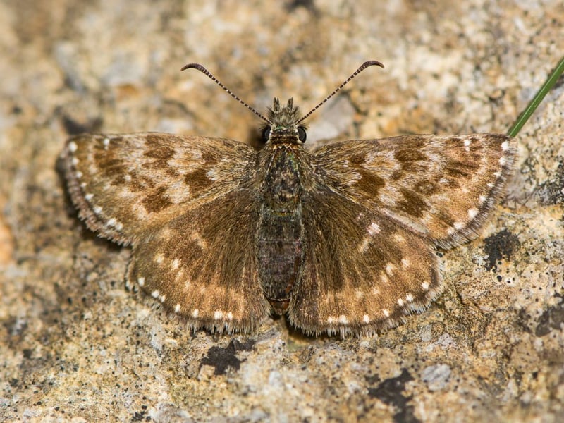 Very rare in Scotland, there are only a few dingy skipper colonies scattered around Loch Ness, the Moray Firth, Strathspey and the south west. Keep an eye out on bare sunny ground near forest in May and June.