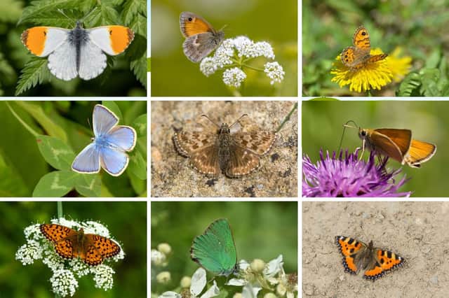 A few of Scotland's 35 species of beautiful butterfly.