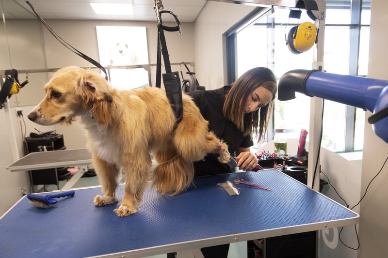 One of the first customers to receive grooming  at the new centre.