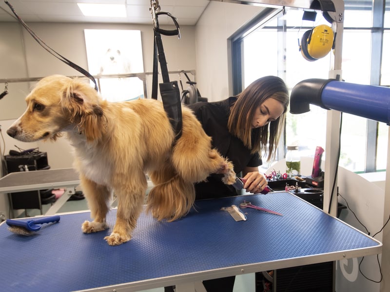 One of the first customers to receive grooming  at the new centre.