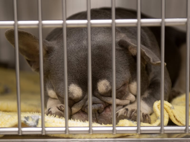 The Vets for Pets practice welcomes any pet that needs care.