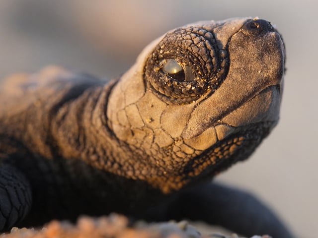 David Attenborough returns to give us an unmissable, unrivalled view of the animal kingdom.