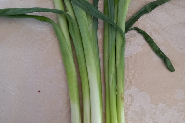 Keeping spring onions even for just 2 days in the fridge makes them wilt like in this photo.
To keep them fresher for longer, trim them as soon as you buy them.
