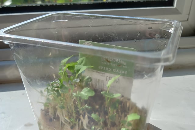 Regrow cress after you've cut it. Put it on a sunny window ledge with enough water each day to dampen the material, and the seeds that hadn't sprouted before will grow.