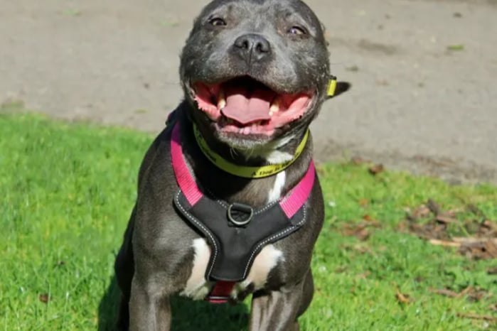 Meg is a Staffordshire Bull Terrier, looking for a home with no other pets. She adores being with people and is a very happy little soul, always keen for walks and an explore somewhere. 