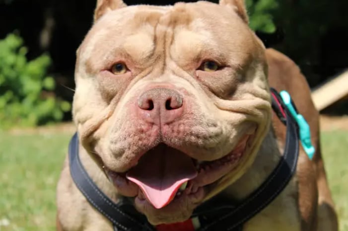 Peter is a Bulldog, looking for a home with children of high school age and no other pets. He’s a big, happy and friendly lad, who loves water!